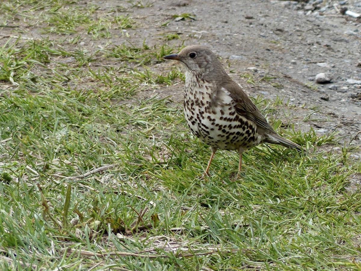 Mistle Thrush - ML620720771