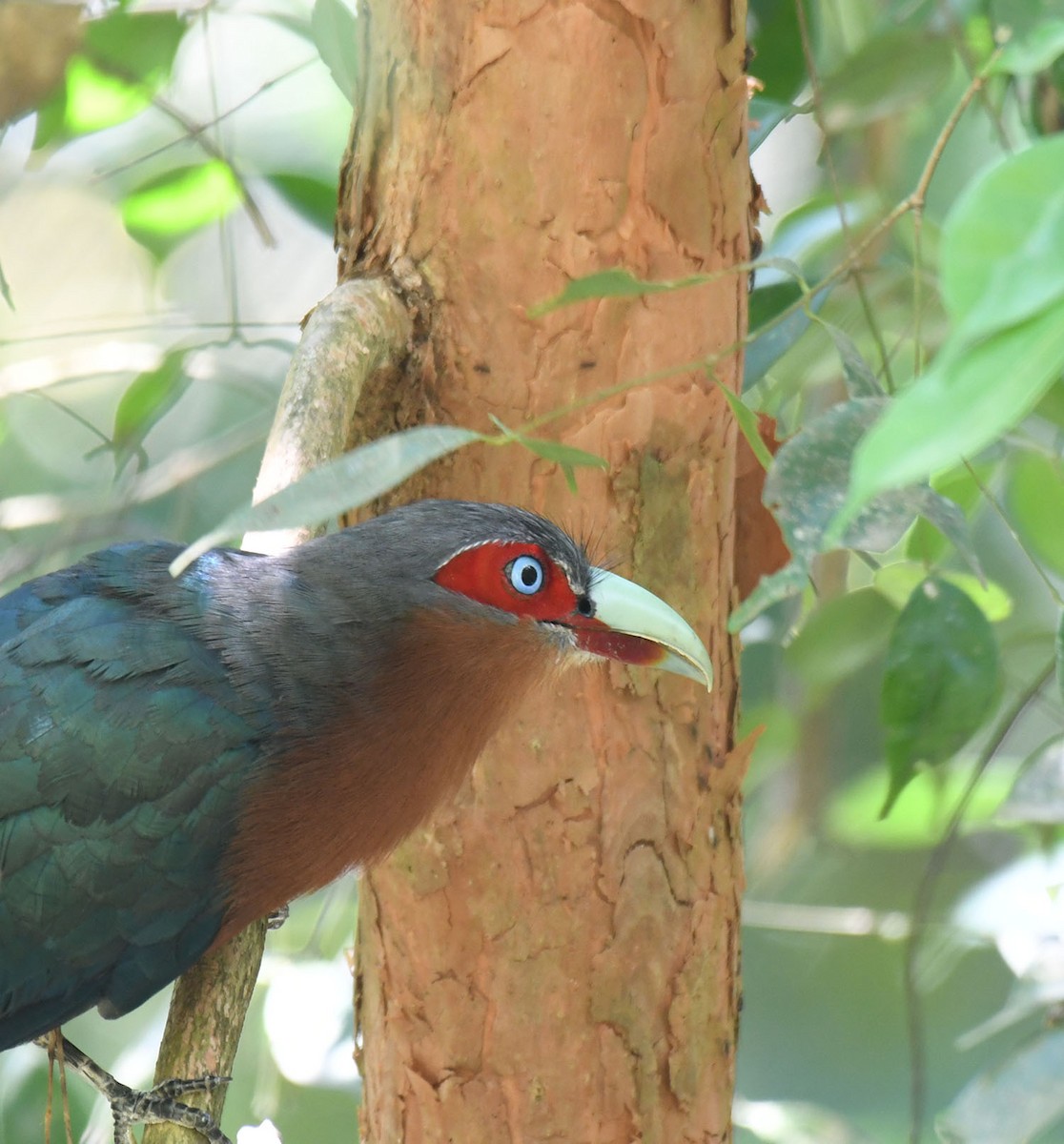 Chestnut-breasted Malkoha - ML620720772