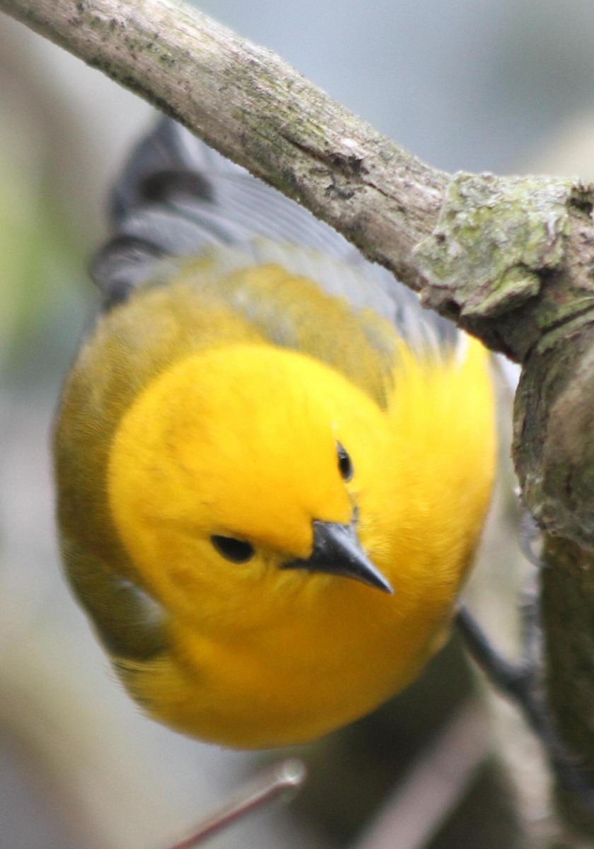 Prothonotary Warbler - ML620720774