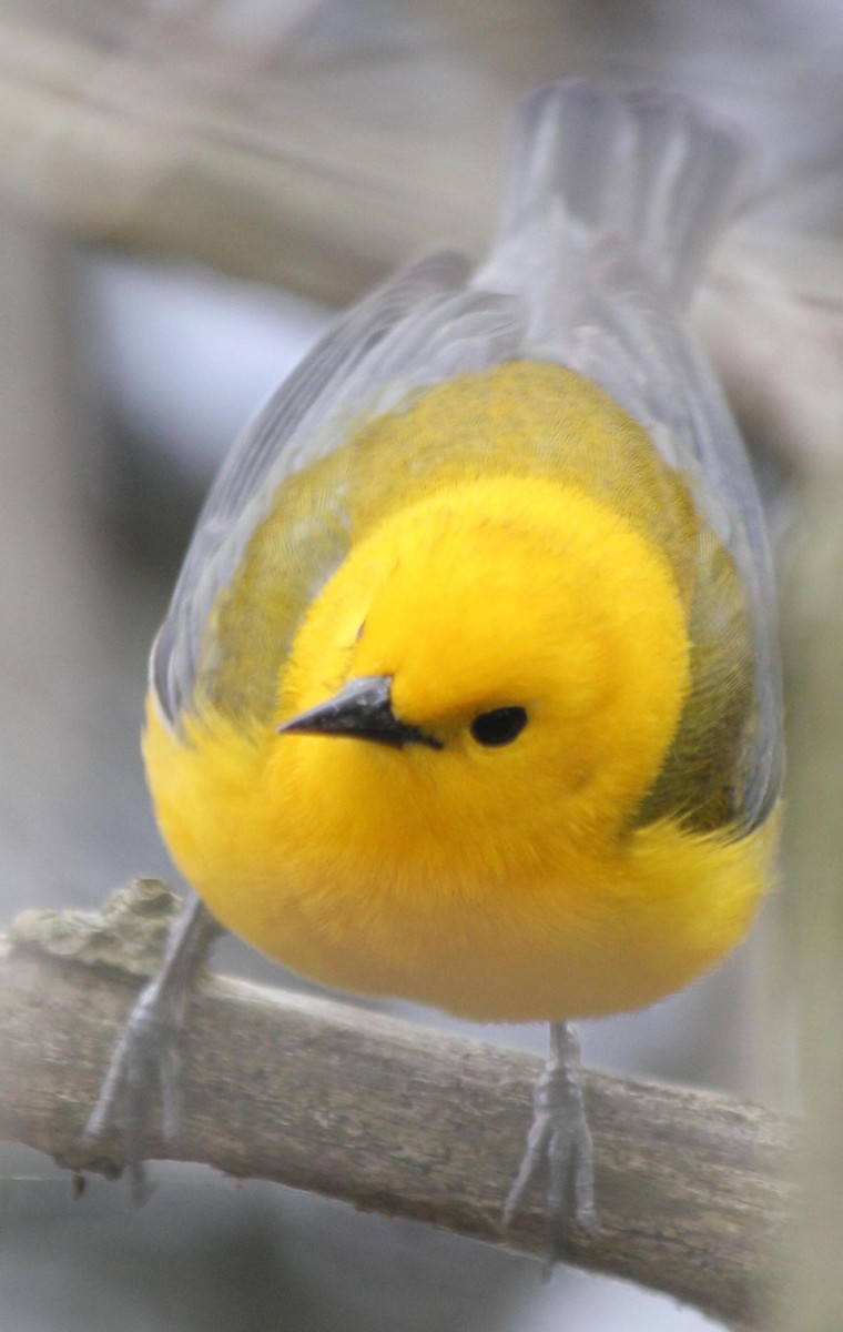 Prothonotary Warbler - ML620720775