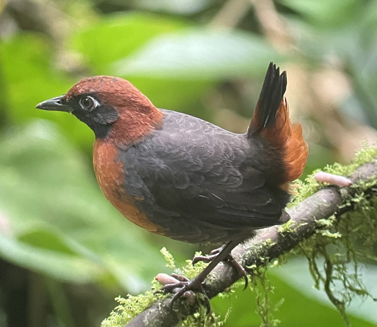 Rufous-breasted Antthrush - ML620720776