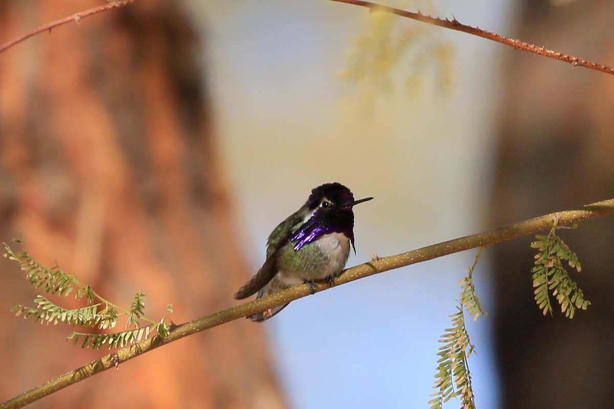 Costa's Hummingbird - ML620720780