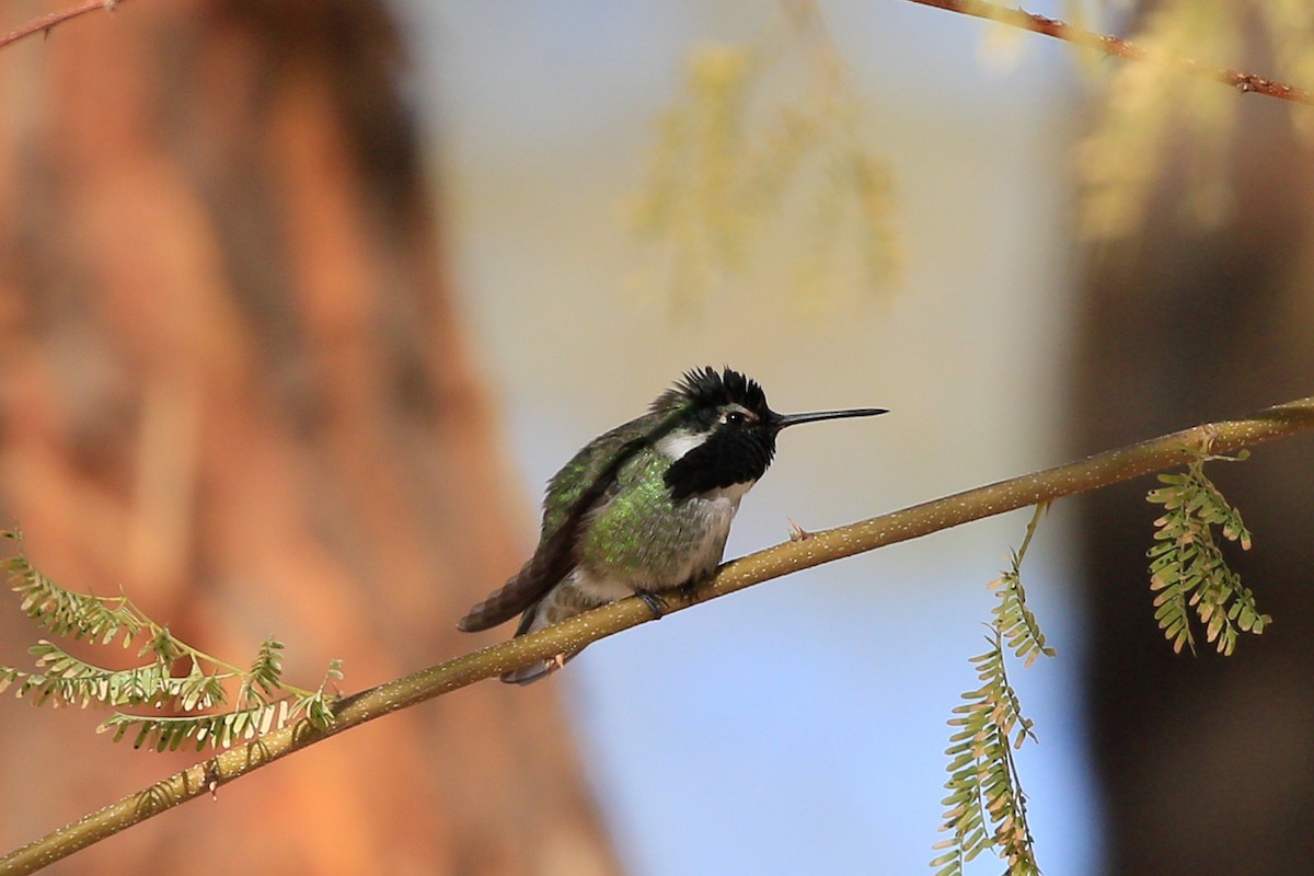 Colibrí de Costa - ML620720783