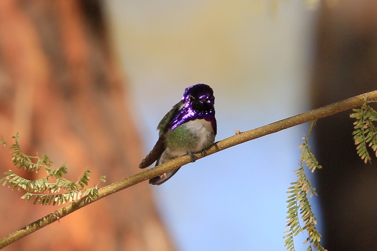 Colibrí de Costa - ML620720785