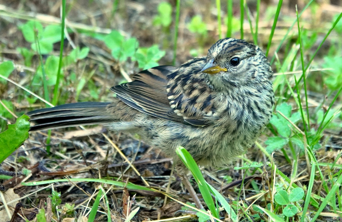 White-crowned Sparrow - George Clulow