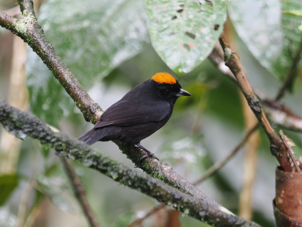 Tawny-crested Tanager - ML620720788