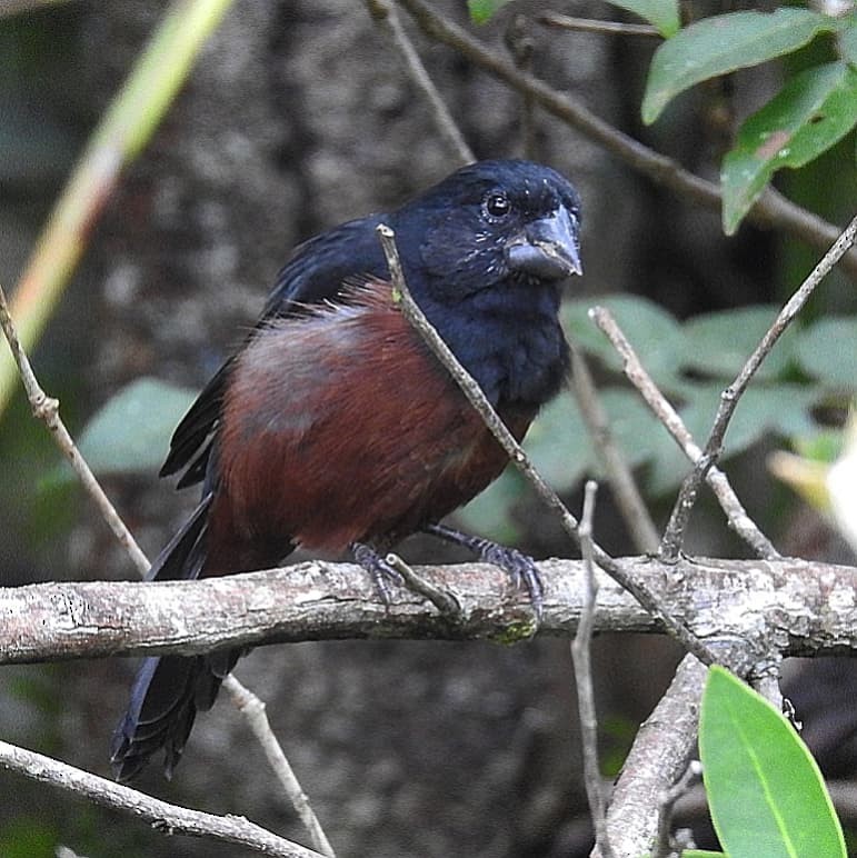 Chestnut-bellied Seed-Finch - ML620720792