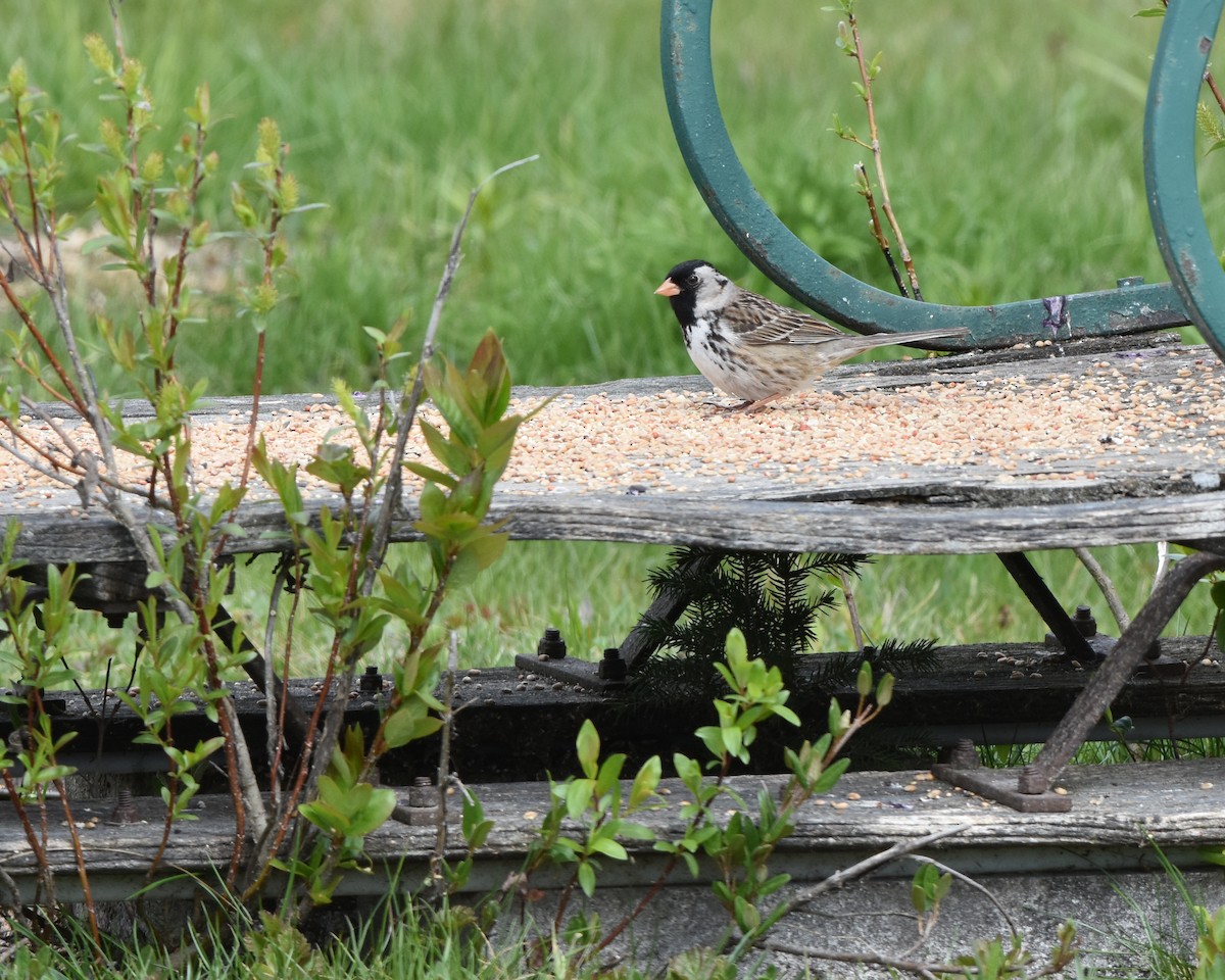 Harris's Sparrow - ML620720793