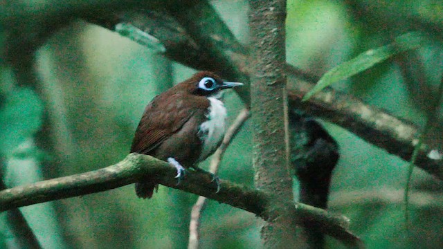 Weißkehl-Ameisenvogel - ML620720794