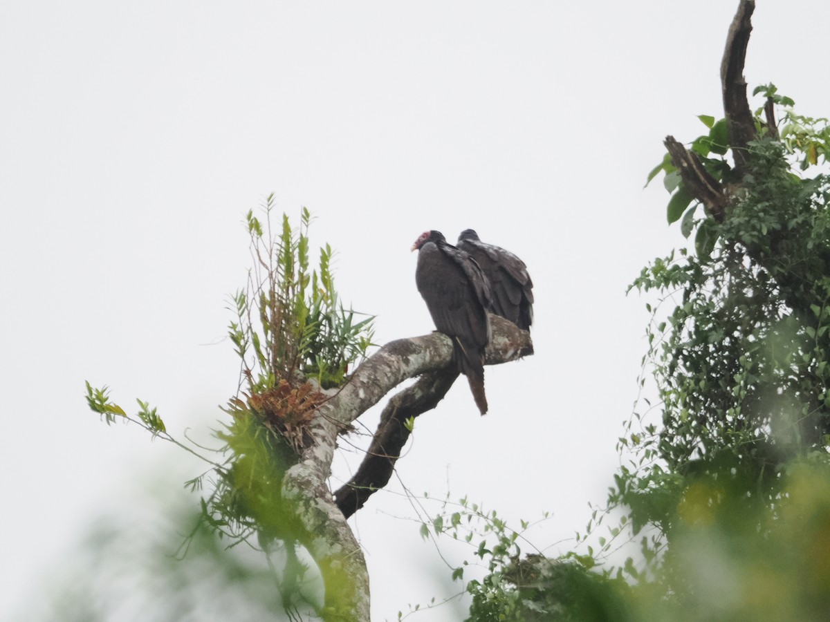 Turkey Vulture - ML620720800