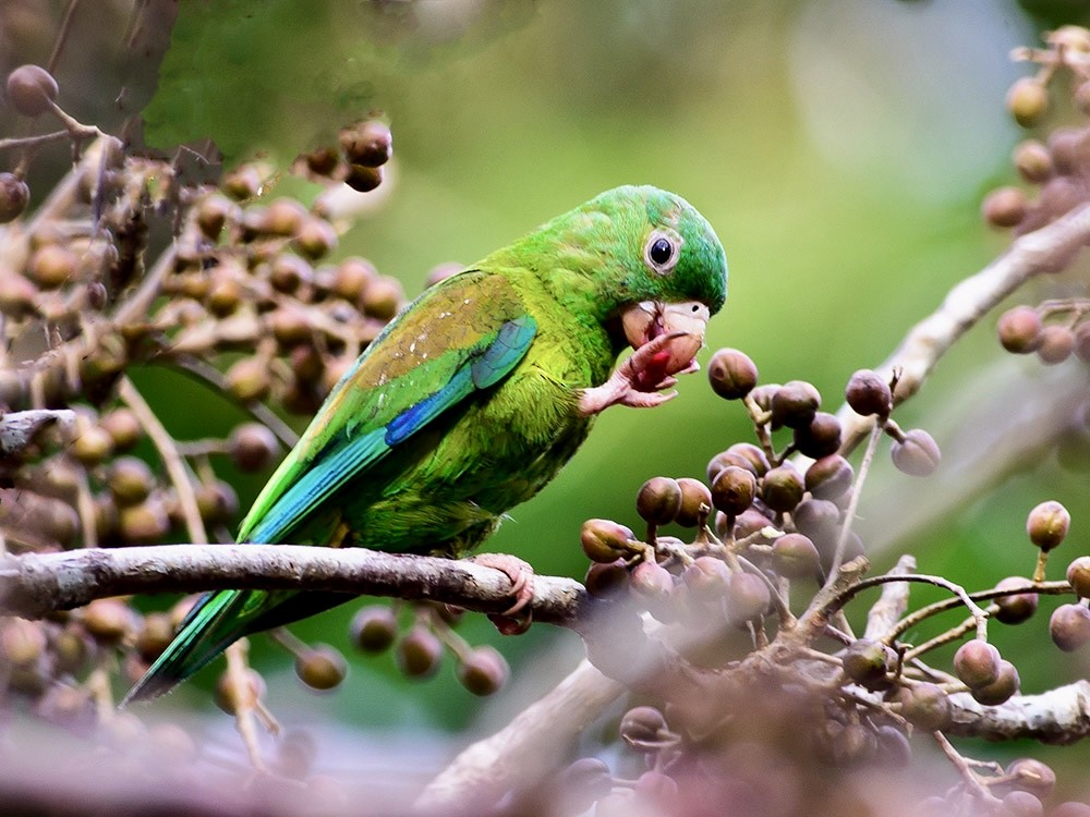 Orange-chinned Parakeet - ML620720801