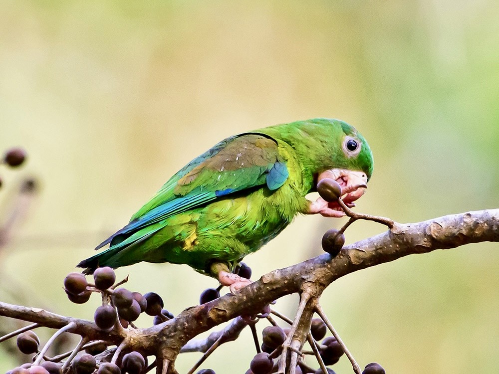 Orange-chinned Parakeet - ML620720802