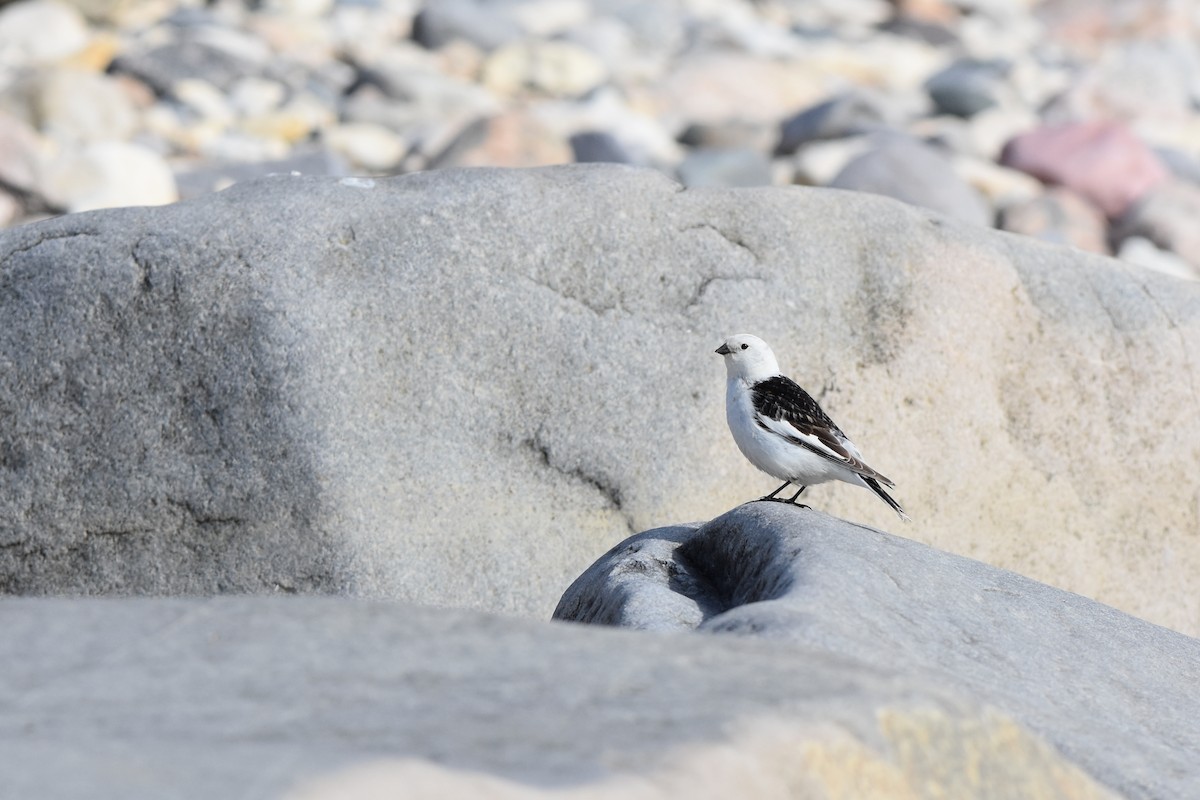 Snow Bunting - ML620720803