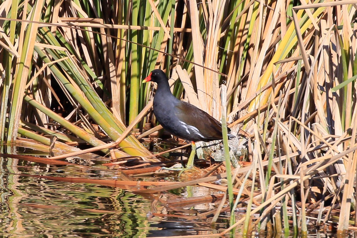 Common Gallinule - ML620720804