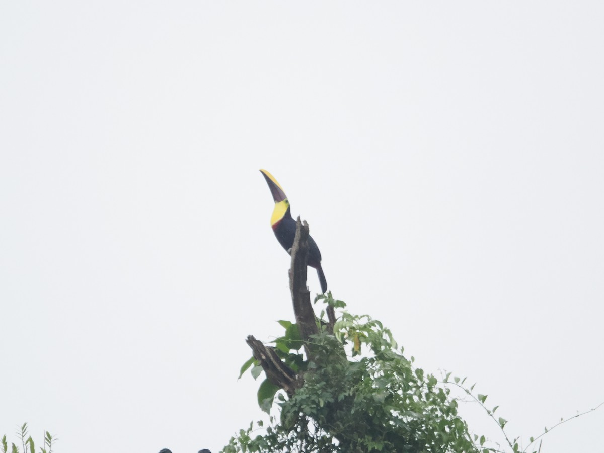 Yellow-throated Toucan - ML620720806