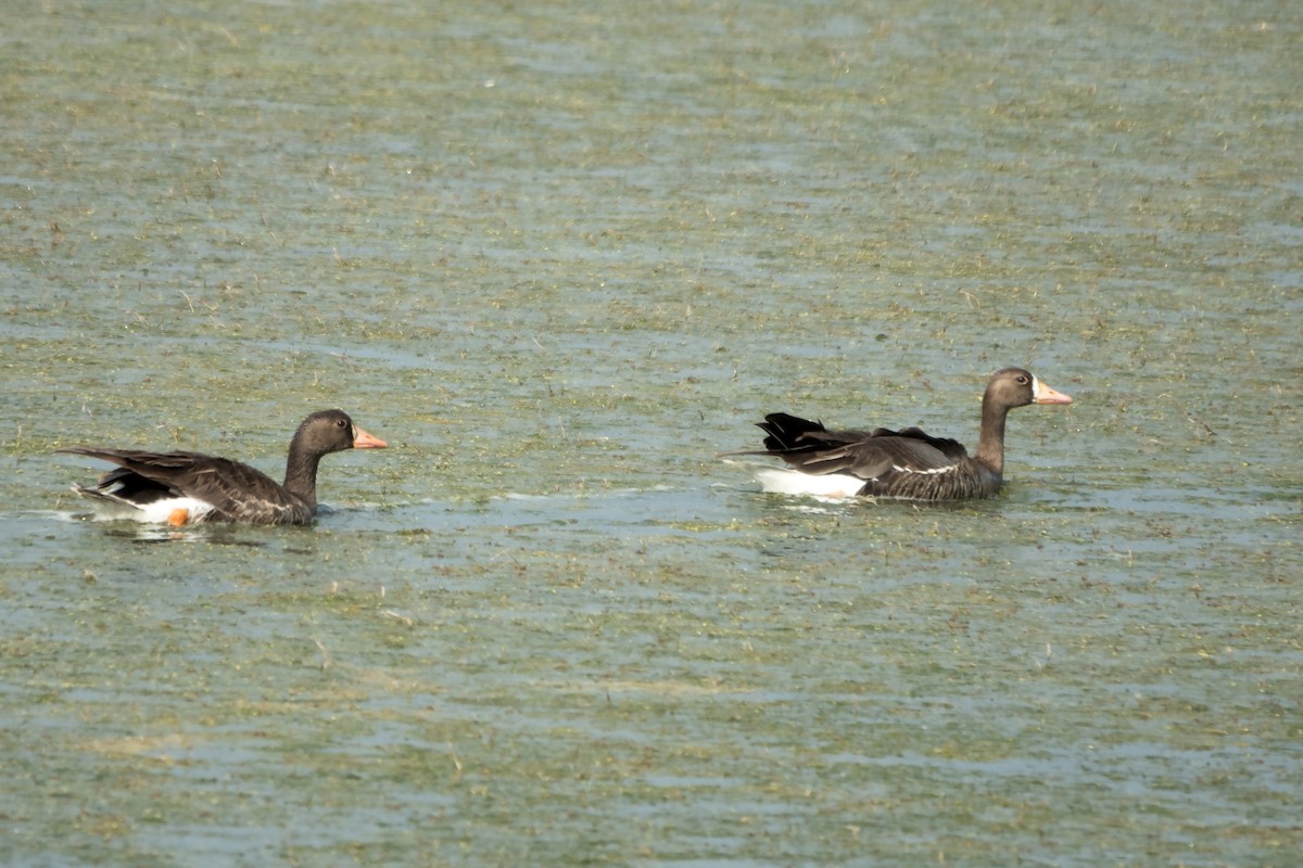 Greater White-fronted Goose - ML620720809