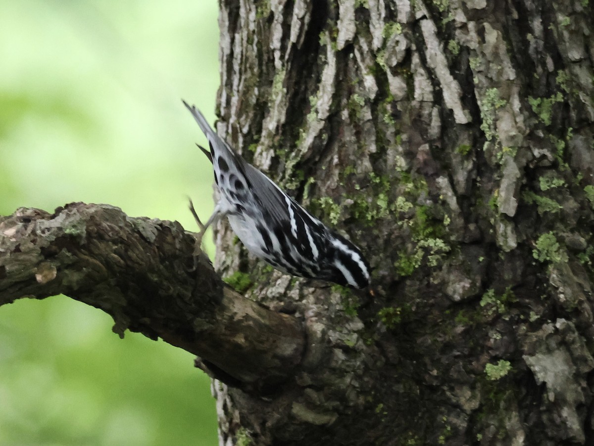 Black-and-white Warbler - ML620720812