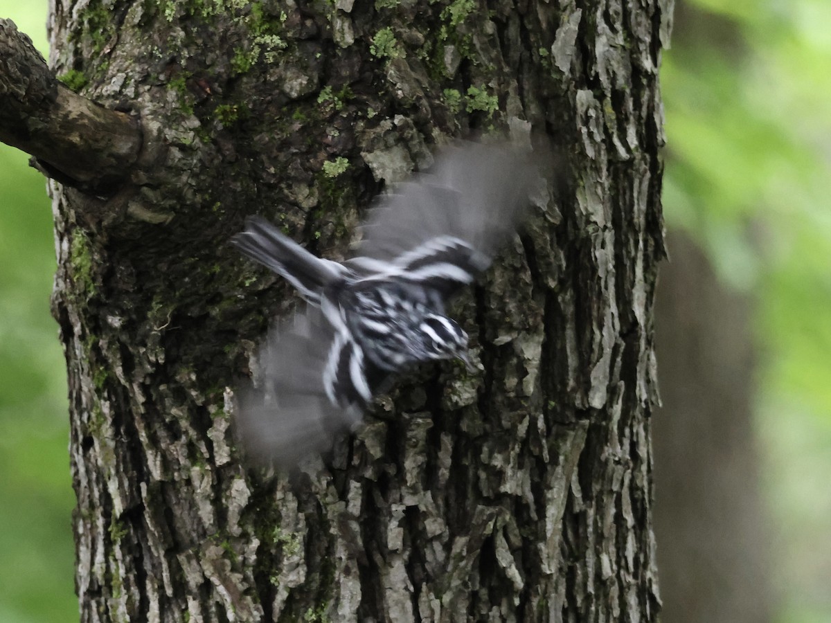 Black-and-white Warbler - ML620720813