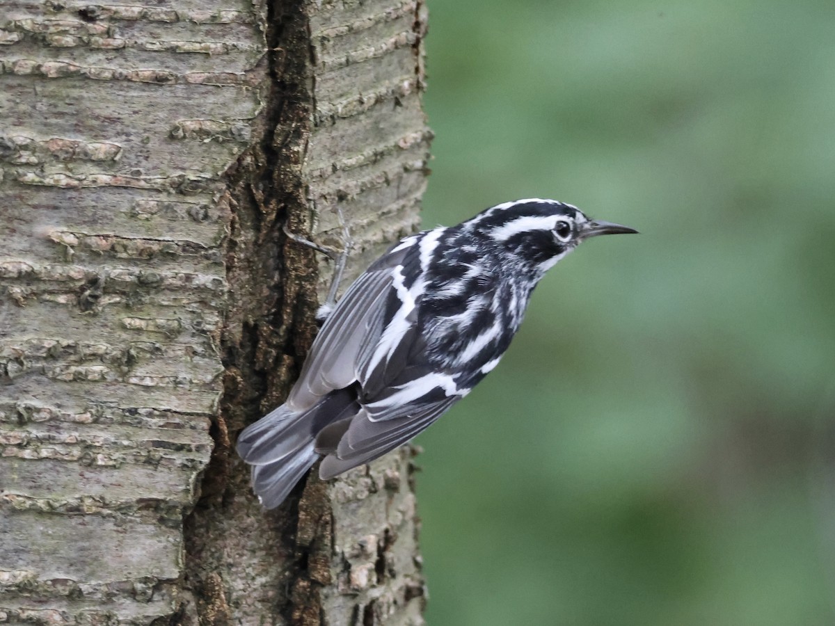 Black-and-white Warbler - ML620720814