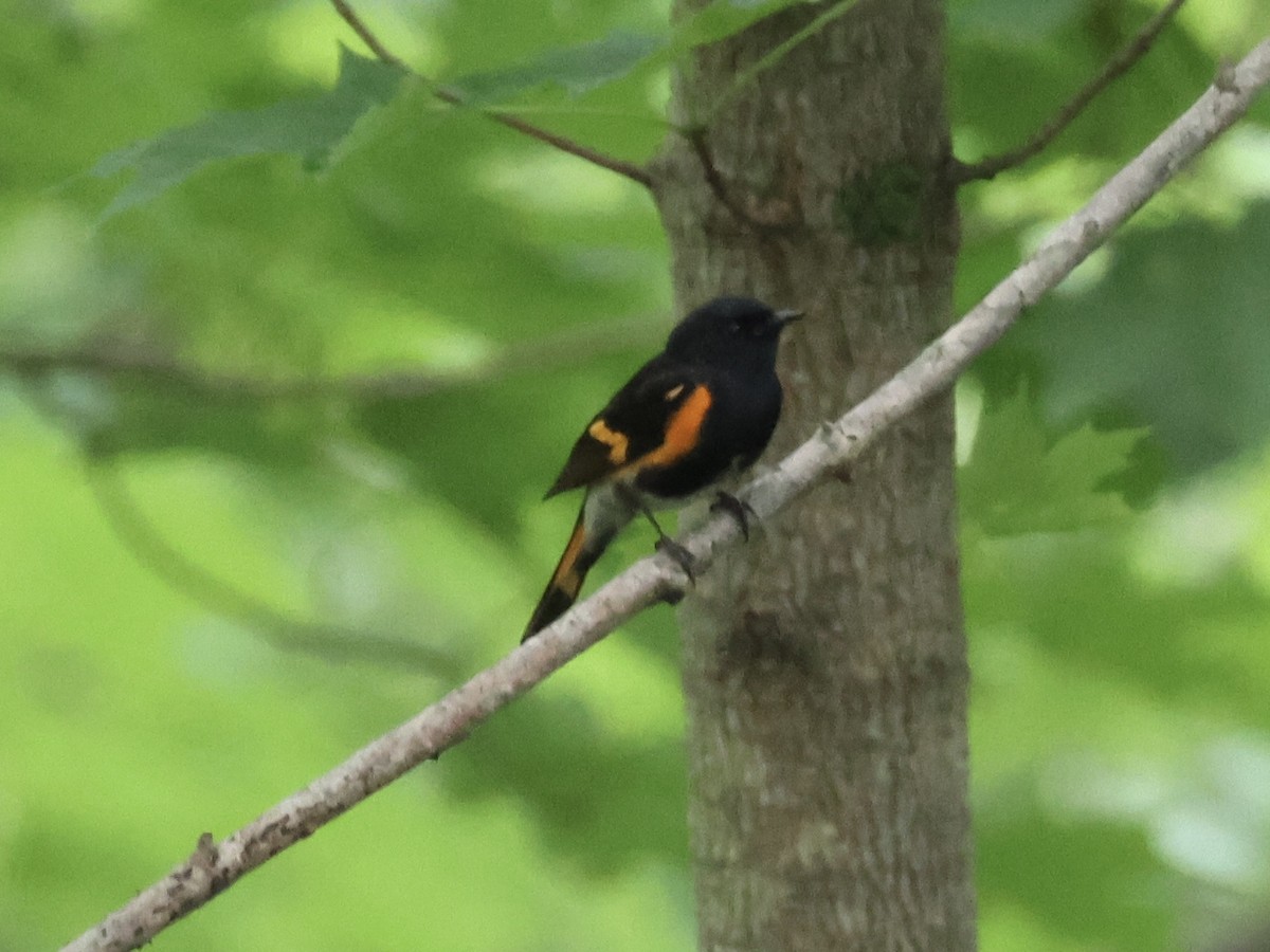 American Redstart - ML620720825