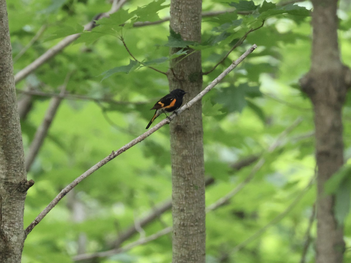 American Redstart - ML620720826