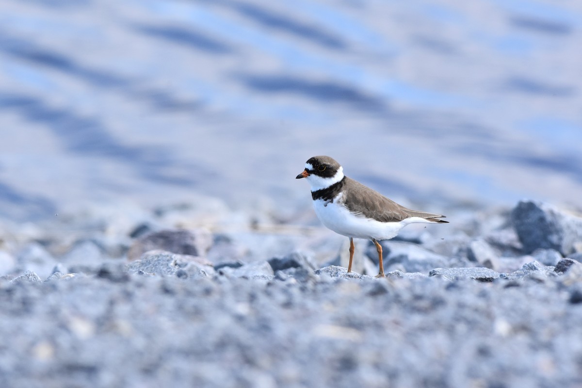 Semipalmated Plover - ML620720828