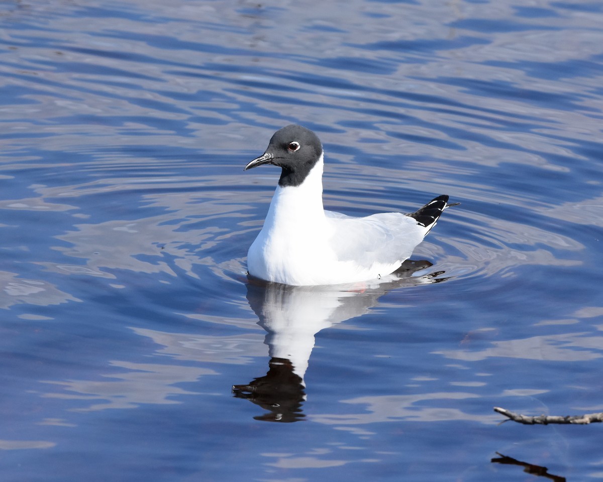 Bonaparte's Gull - Monika Wieland Shields