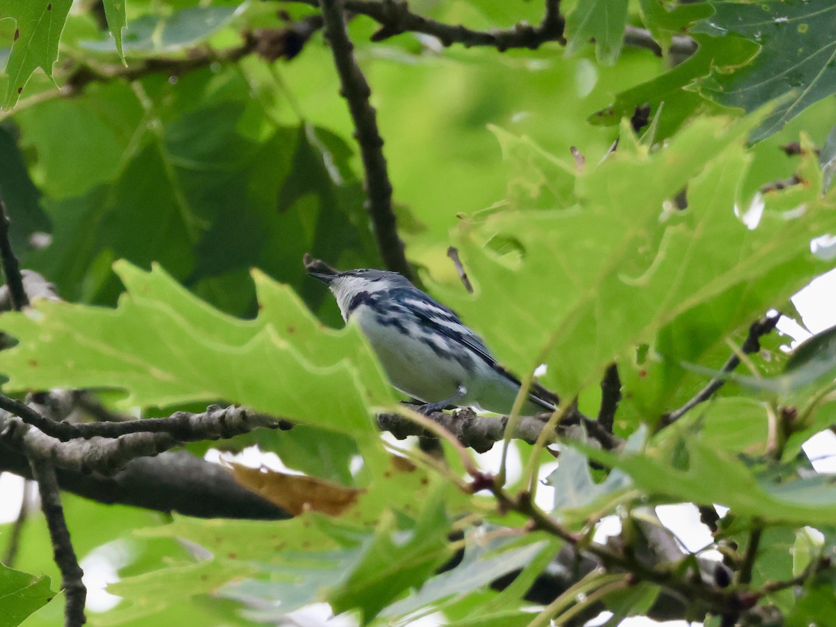 Cerulean Warbler - Joanne Morrissey