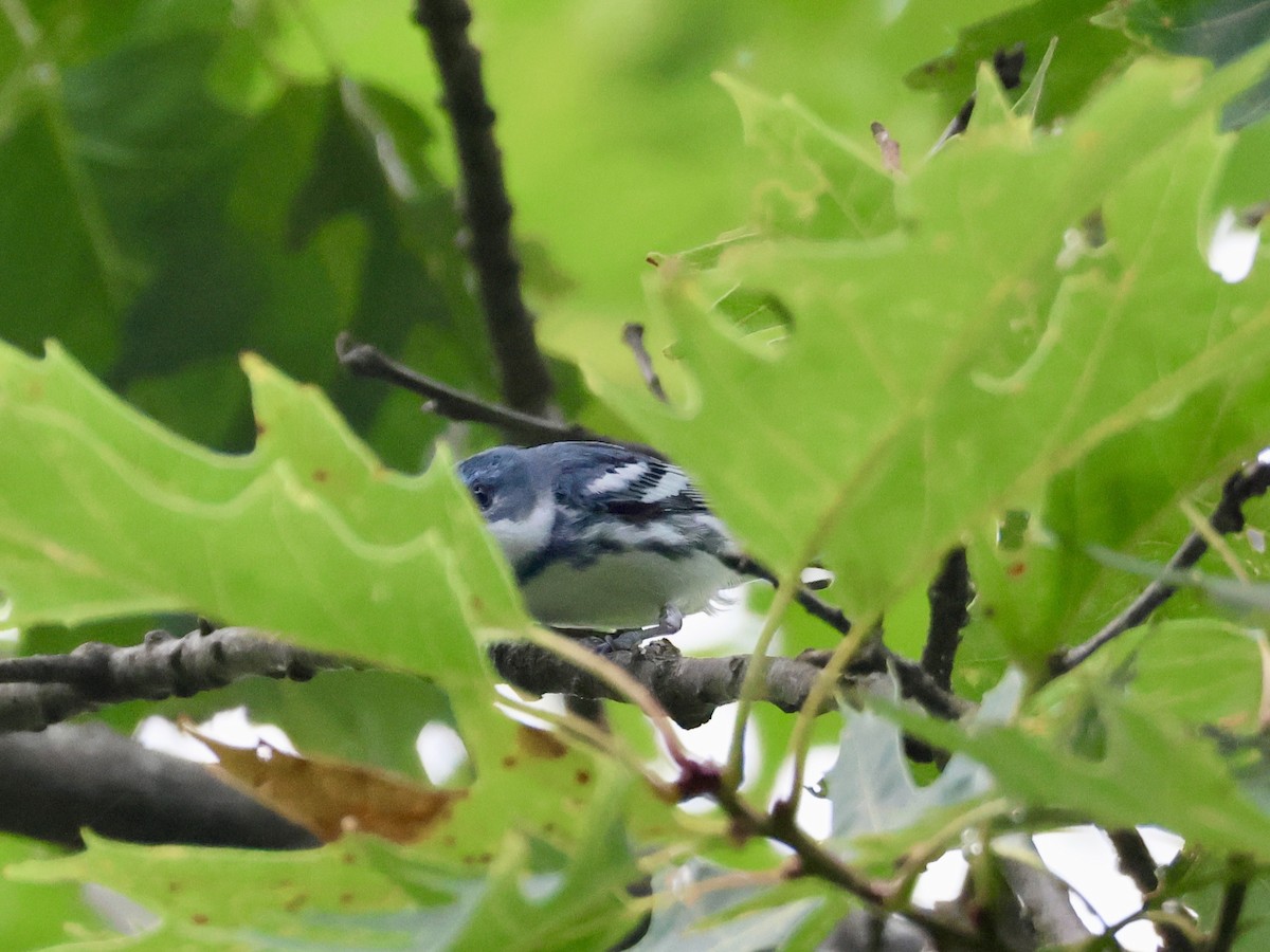 Cerulean Warbler - ML620720838