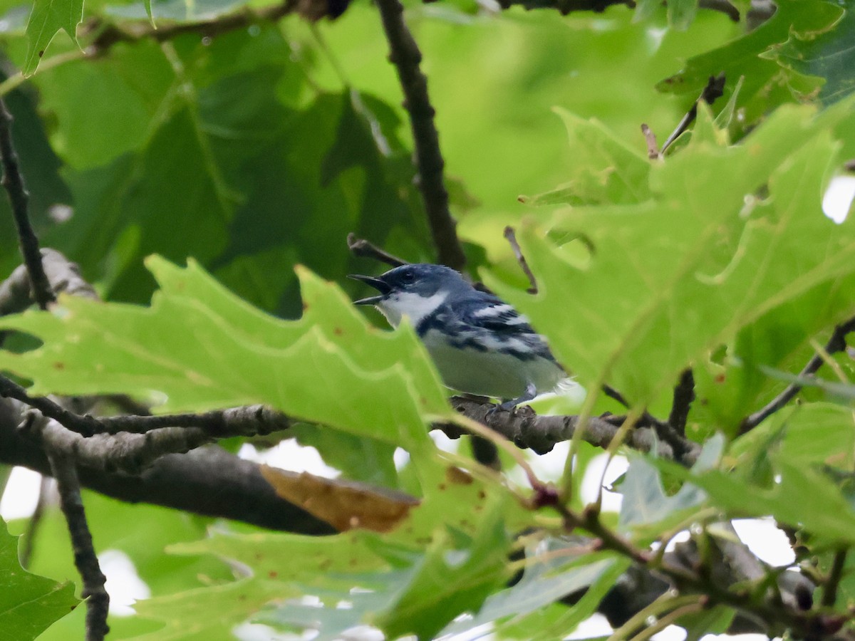 Cerulean Warbler - ML620720839