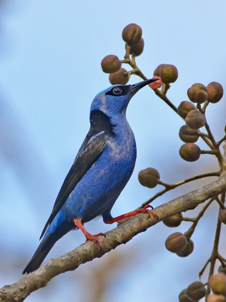 Red-legged Honeycreeper - jianping dong