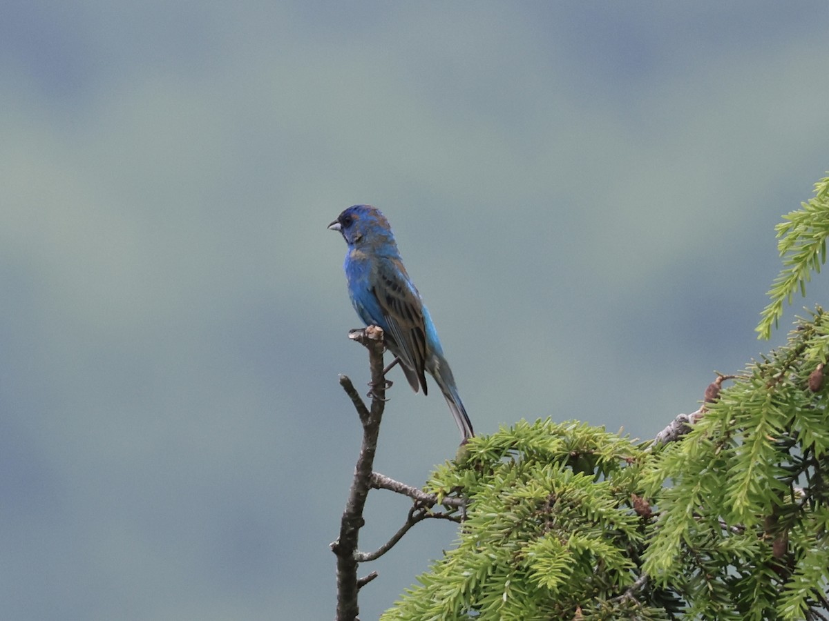 Indigo Bunting - ML620720849