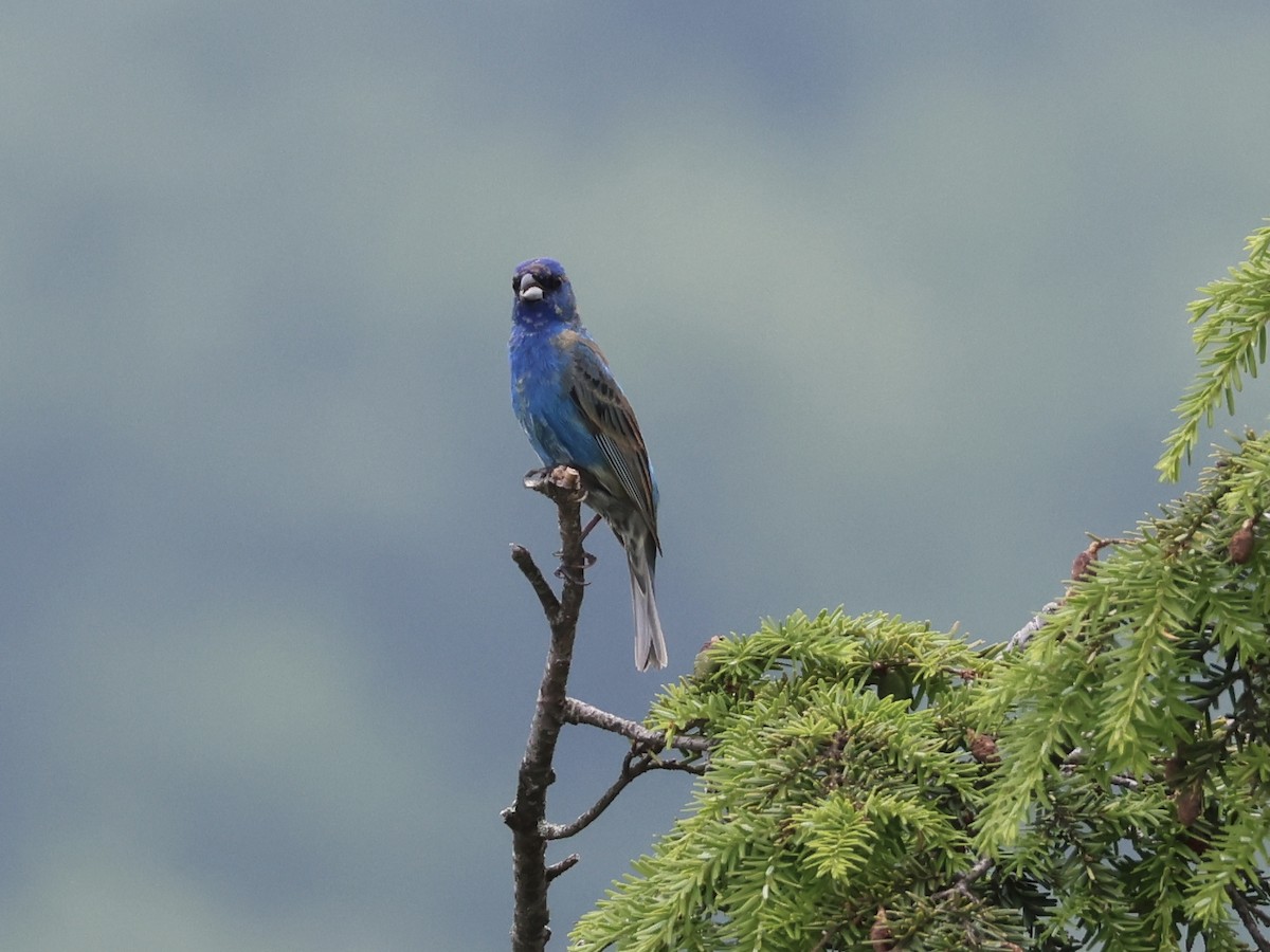 Indigo Bunting - ML620720850