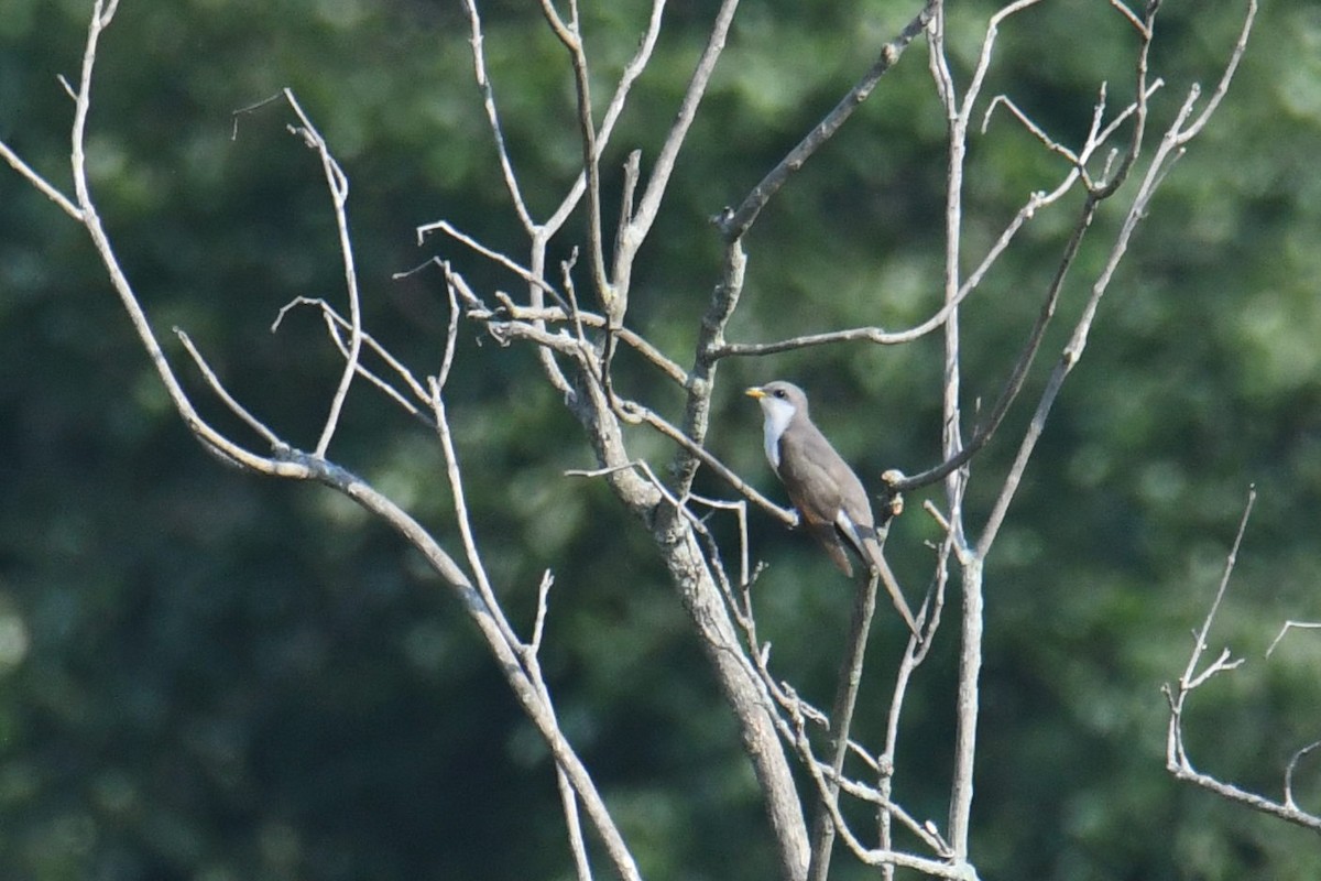 Yellow-billed Cuckoo - ML620720856