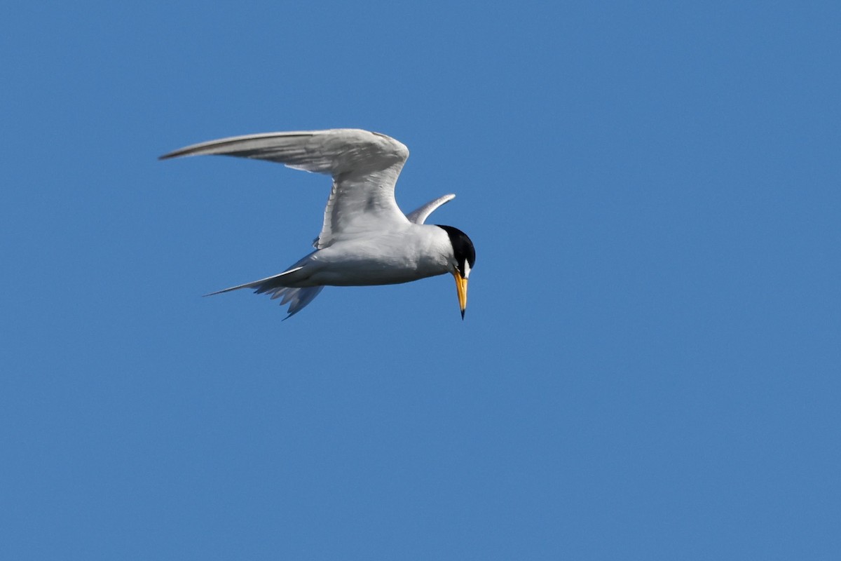 Least Tern - ML620720862