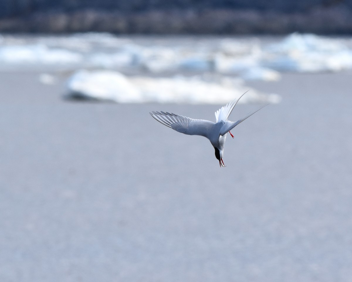 Arctic Tern - ML620720875