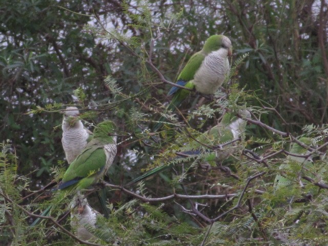 Monk Parakeet - ML620720876