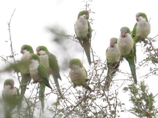 Monk Parakeet - ML620720877