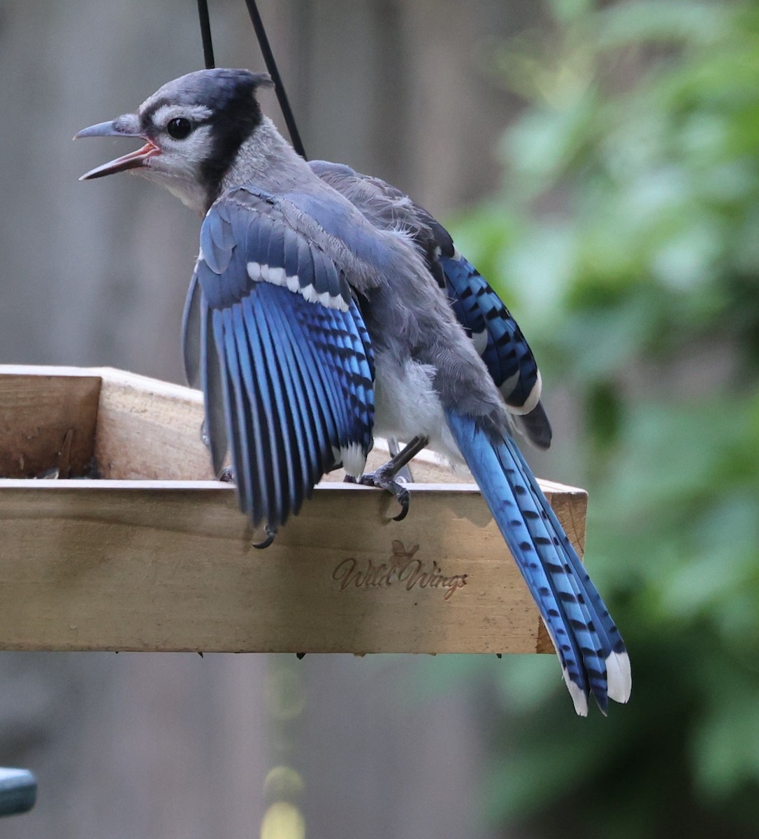 Blue Jay - ML620720880