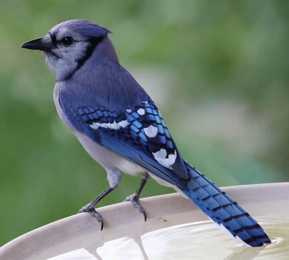 Blue Jay - ML620720881