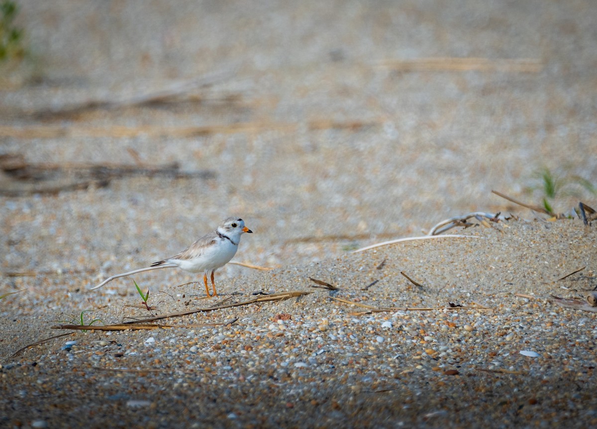 Piping Plover - ML620720882