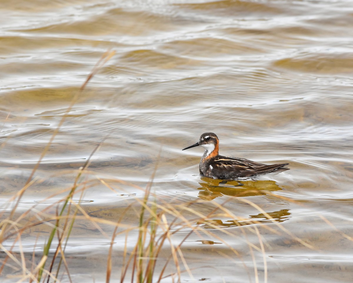 Phalarope à bec étroit - ML620720888