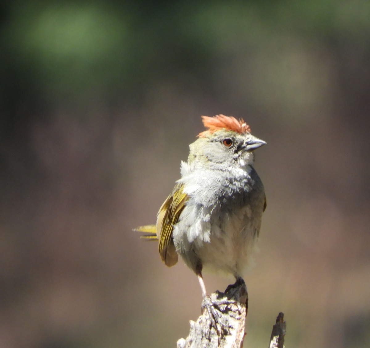 Green-tailed Towhee - ML620720895