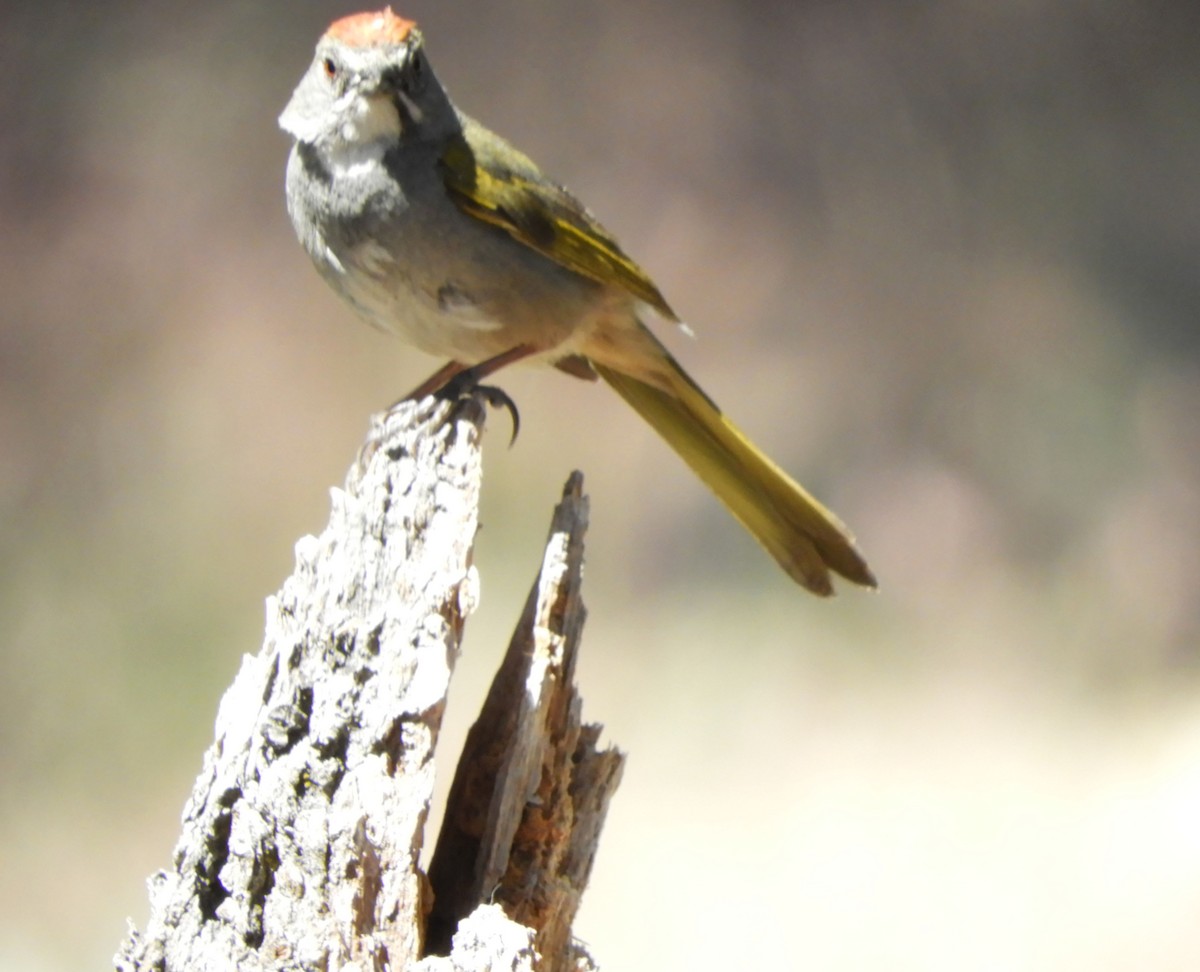 Green-tailed Towhee - ML620720898