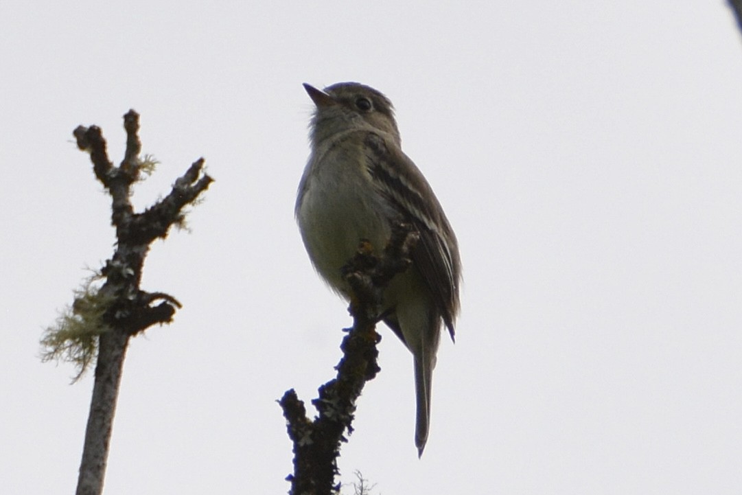 småempid - ML620720900