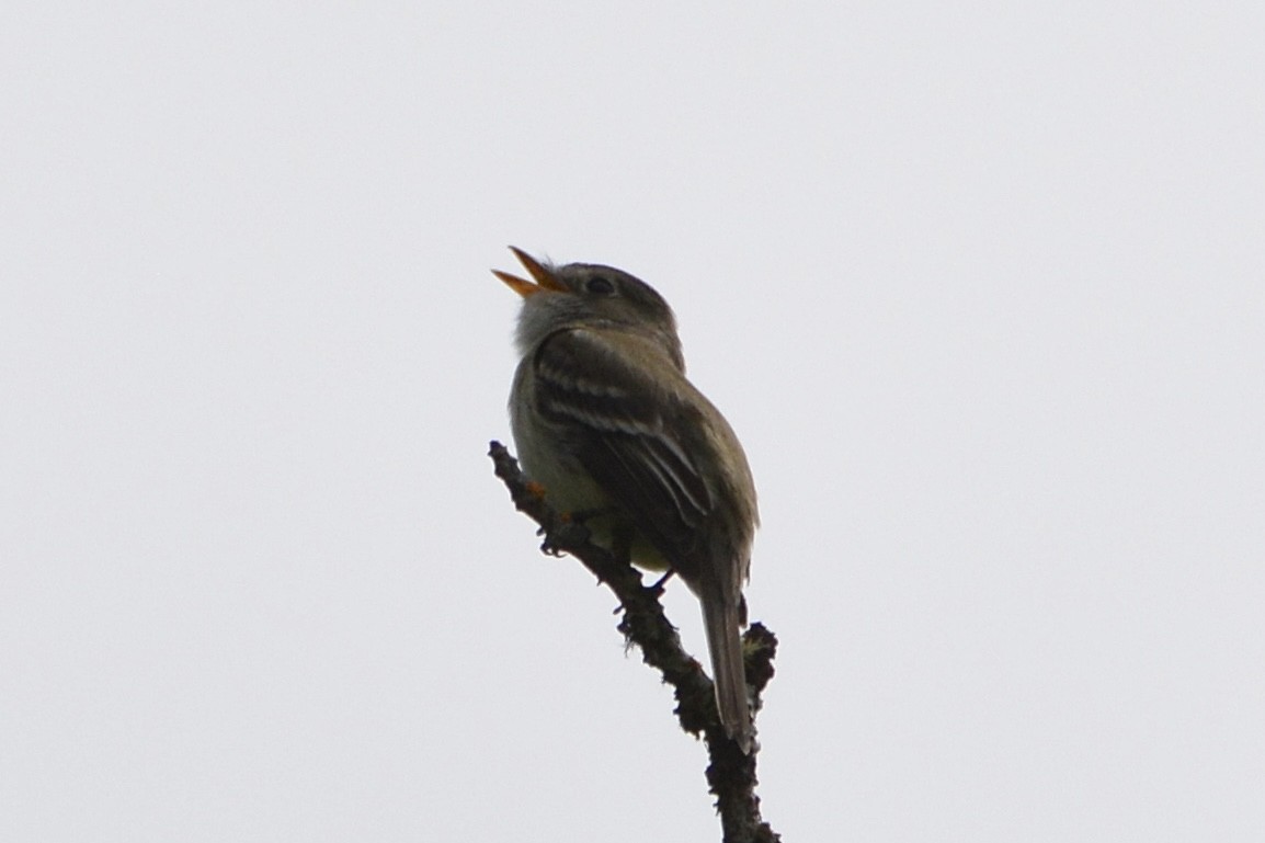 småempid - ML620720901