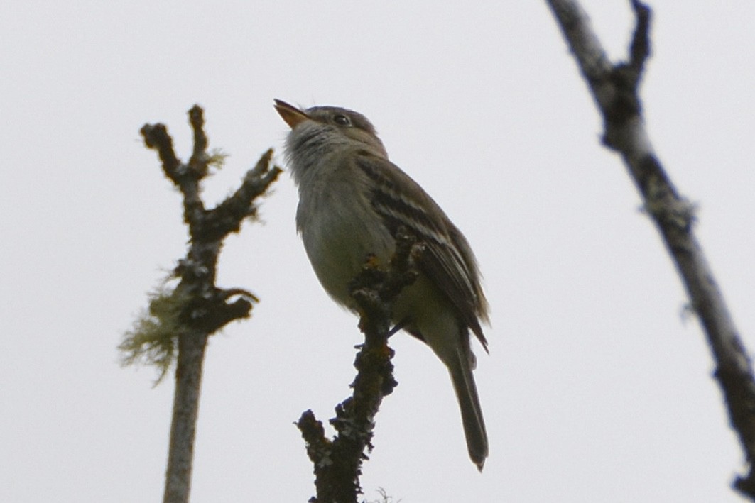 småempid - ML620720902