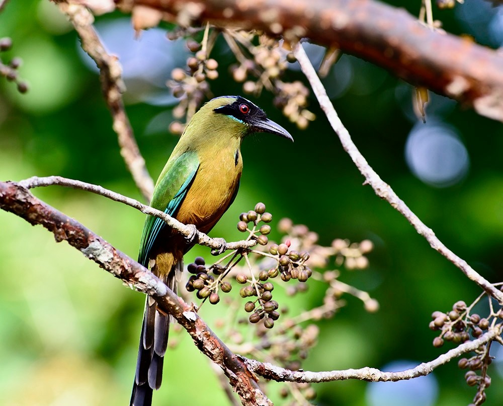 Kızılca Motmot - ML620720910