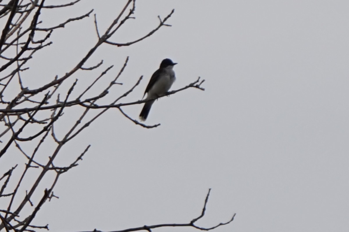 Eastern Kingbird - ML620720912