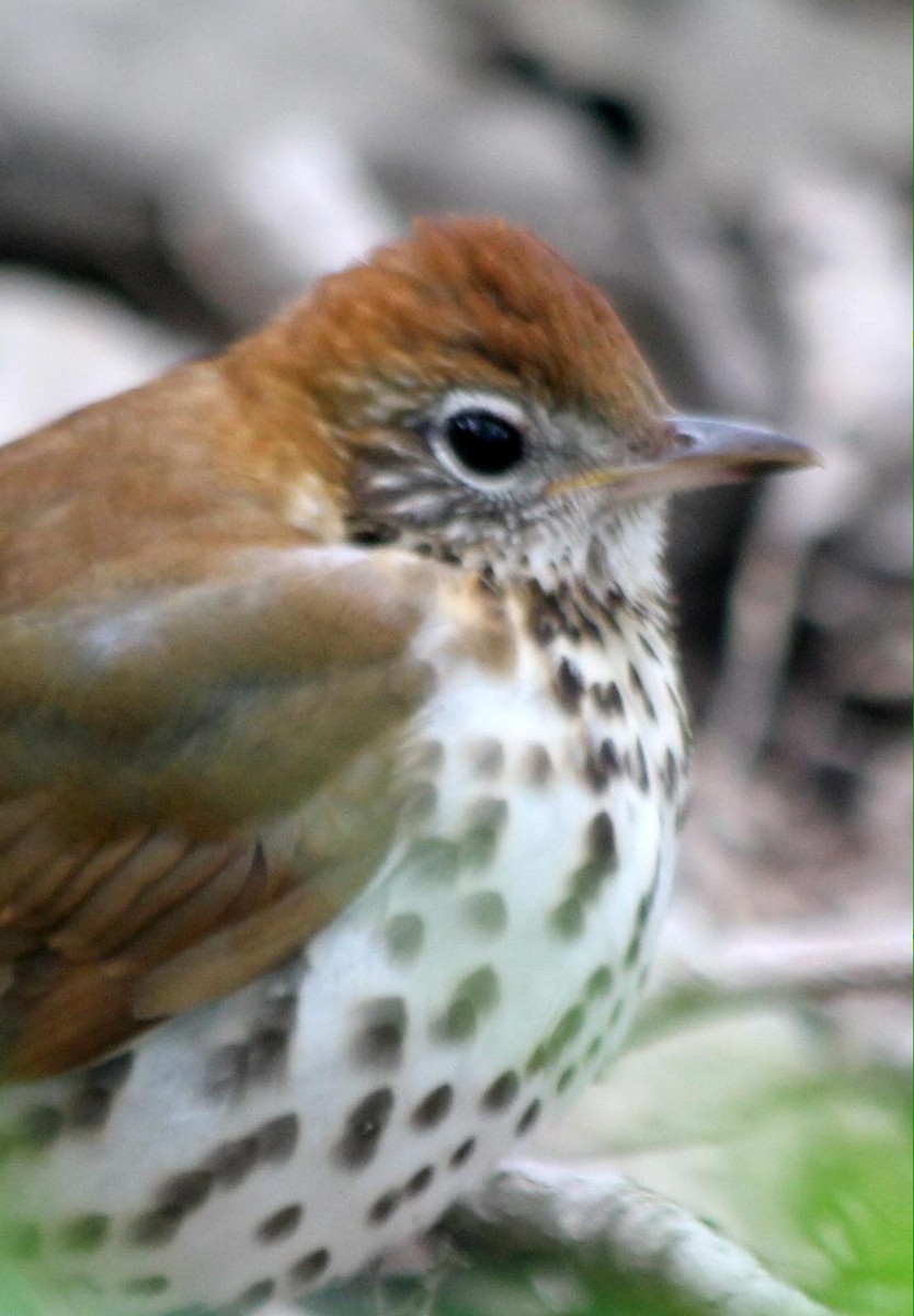 Wood Thrush - ML620720916